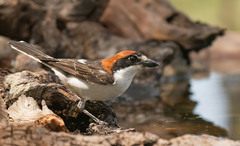 Lanius senator badius