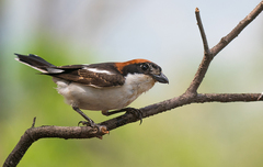 Lanius senator badius