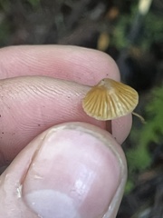 Mycena aurantiomarginata