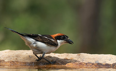 Lanius senator badius