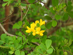 Coronilla valentina glauca