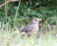 Turdus olivaceus olivaceus