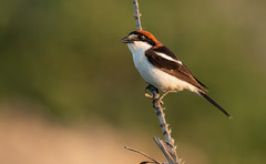 Lanius senator badius