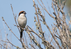 Lanius senator badius