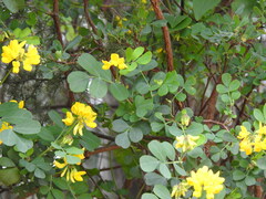 Coronilla valentina glauca