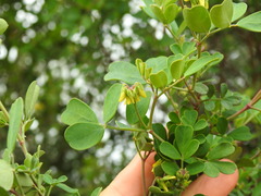 Coronilla valentina glauca