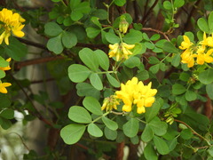 Coronilla valentina glauca