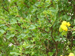 Coronilla valentina glauca