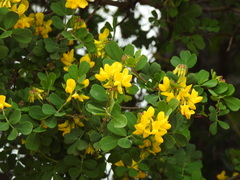 Coronilla valentina glauca
