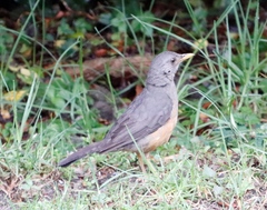 Turdus olivaceus olivaceus