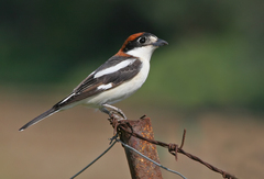 Lanius senator niloticus