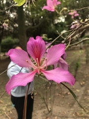 Bauhinia
