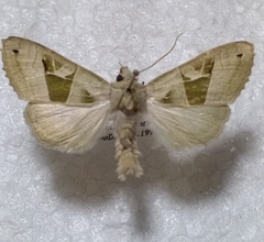 Phlogophora scita