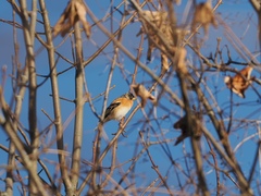Fringilla montifringilla