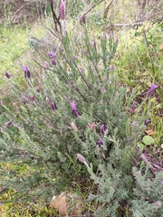Lavandula