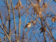 Fringilla montifringilla