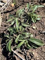 Penstemon cobaea