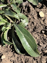 Penstemon cobaea
