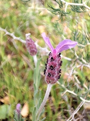 Lavandula