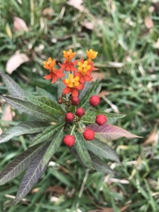 Asclepias curassavica