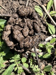 Urocyon cinereoargenteus