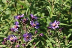 Canadanthus modestus