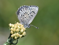 Pseudophilotes barbagiae