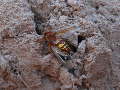 Sphecius
