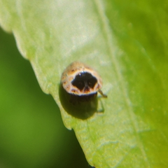 Hypognatha