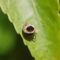 Hypognatha