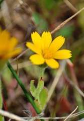 Calendula arvensis
