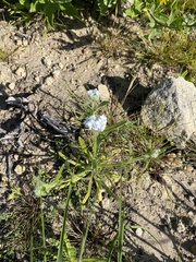 Cryptantha intermedia