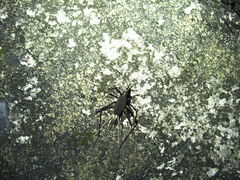 Meloimorpha japonica