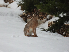 Lepus capensis