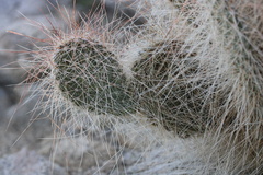 Opuntia polyacantha erinacea