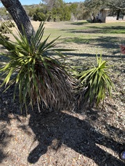 Yucca gloriosa