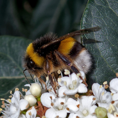 Bombus terrestris lusitanicus
