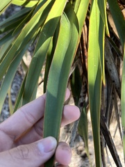 Yucca gloriosa