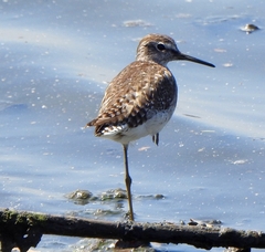 Tringa glareola
