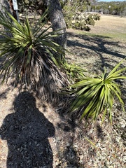 Yucca gloriosa