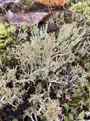 Cladonia scabriuscula