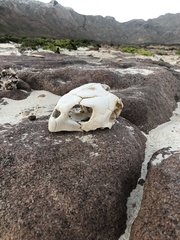 Eretmochelys imbricata