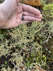 Cladonia scabriuscula