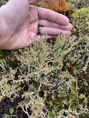 Cladonia scabriuscula