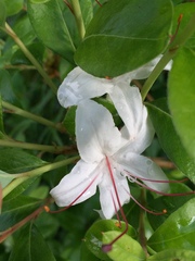 Rhododendron arborescens