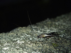 Meloimorpha japonica