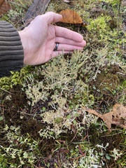 Cladonia scabriuscula