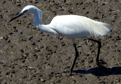 Egretta garzetta