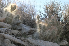 Opuntia polyacantha erinacea