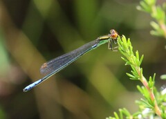 Pseudagrion newtoni